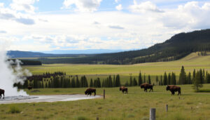 Yellowstone Park: Lage, Eintritt, Tierwelt und Vulkanrisiko (2024)